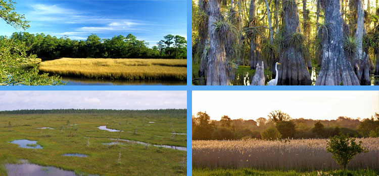 marsh wetland